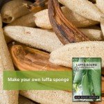Luffa Gourd Seeds - Grow Your Own Loofah