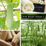 Luffa Gourd Seeds - Grow Your Own Loofah