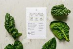 Organic Lettuce Seeds Collection - 10-Pack