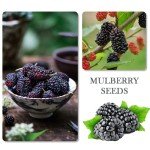 1100 Mixed Berry and Fruit Seeds for Planting