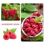 1100 Mixed Berry and Fruit Seeds for Planting