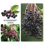 1100 Mixed Berry and Fruit Seeds for Planting