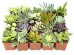 Assorted Live Succulent Plants - 20 Pack