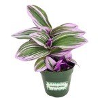 Tradescantia Bubblegum Nanouk | Rare Houseplant