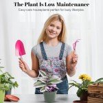 Tradescantia Bubblegum Nanouk | Rare Houseplant