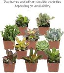 Assorted Live Succulent Plants - 20 Pack