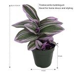 Tradescantia Bubblegum Nanouk | Rare Houseplant