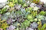 Assorted Live Succulent Plants - 20 Pack