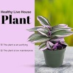Tradescantia Bubblegum Nanouk | Rare Houseplant