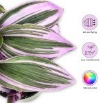 Tradescantia Bubblegum Nanouk | Rare Houseplant