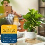 Little Fiddle Leaf Fig Indoor Plant in Pot