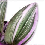 Tradescantia Bubblegum Nanouk | Rare Houseplant