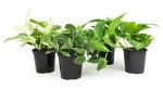 4-Pack Live Pothos Indoor House Plants