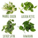 4-Pack Live Pothos Indoor House Plants