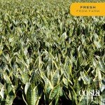 Premium Live Indoor Snake Plant in Décor Planter