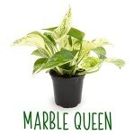4-Pack Live Pothos Indoor House Plants