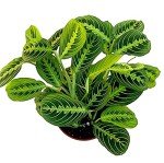Lemon Lime Prayer Plant - Attractive Indoor Houseplant