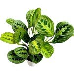 Lemon Lime Prayer Plant - Attractive Indoor Houseplant