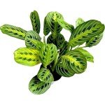 Lemon Lime Prayer Plant - Attractive Indoor Houseplant