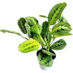 Lemon Lime Prayer Plant - Attractive Indoor Houseplant