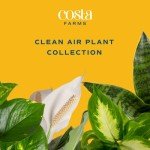 Costa Farms Indoor Air Purifying Plant Trio