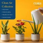 Costa Farms Indoor Air Purifying Plant Trio