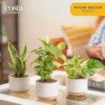 Costa Farms Indoor Air Purifying Plant Trio