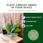 Lemon Lime Prayer Plant - Attractive Indoor Houseplant