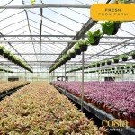 Costa Farms Indoor Air Purifying Plant Trio