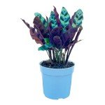 Rattlesnake Calathea Live Plant for Home Decor