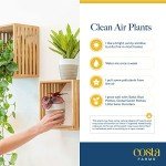 Costa Farms Indoor Air Purifying Plant Trio