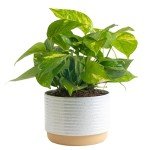 Golden Pothos Live Plant in Modern Planter