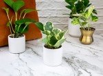 Easy Care Houseplants Set of 6 for Home