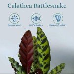 Rattlesnake Calathea Live Plant for Home Decor