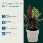 Rattlesnake Calathea Live Plant for Home Decor