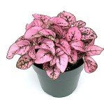 Pink Splash Hypoestes Live House Plant - 2" Pot