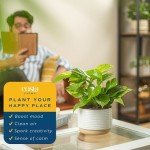 Golden Pothos Live Plant in Modern Planter