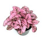 Pink Splash Hypoestes Live House Plant - 2" Pot