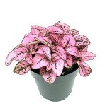 Pink Splash Hypoestes Live House Plant - 2" Pot