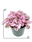 Pink Splash Hypoestes Live House Plant - 2" Pot
