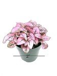 Pink Splash Hypoestes Live House Plant - 2" Pot