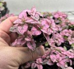 Pink Splash Hypoestes Live House Plant - 2" Pot