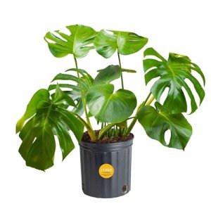 Monstera Swiss Cheese Plant - Easy Care Indoor Decor