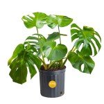 Monstera Swiss Cheese Plant - Easy Care Indoor Decor