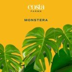 Monstera Swiss Cheese Plant - Easy Care Indoor Decor