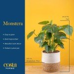 Monstera Swiss Cheese Plant - Easy Care Indoor Decor