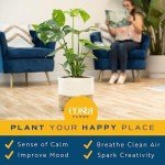 Monstera Swiss Cheese Plant - Easy Care Indoor Decor