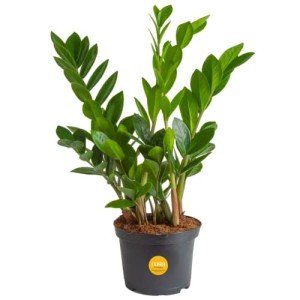 Costa Farms ZZ Indoor Tabletop Plant - 6 Inch