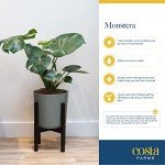 Monstera Swiss Cheese Plant - Easy Care Indoor Decor
