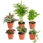 Costa Farms Mini Houseplants - 6 Pack Indoor Plants